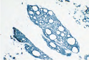 Enzyme Substrate Properties 6 image 58