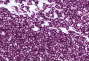 Enzyme Substrate Properties 8 image 62