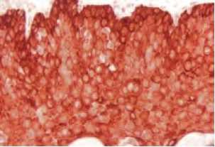 Enzyme Substrate Properties 11 image 64