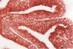 Enzyme Substrate Properties 9 image 69