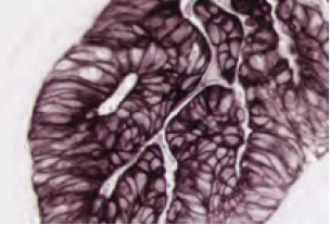 Enzyme Substrate Properties 10 image 71