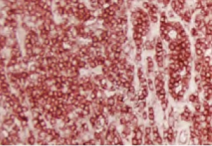 Enzyme Substrate Properties 12 image 73