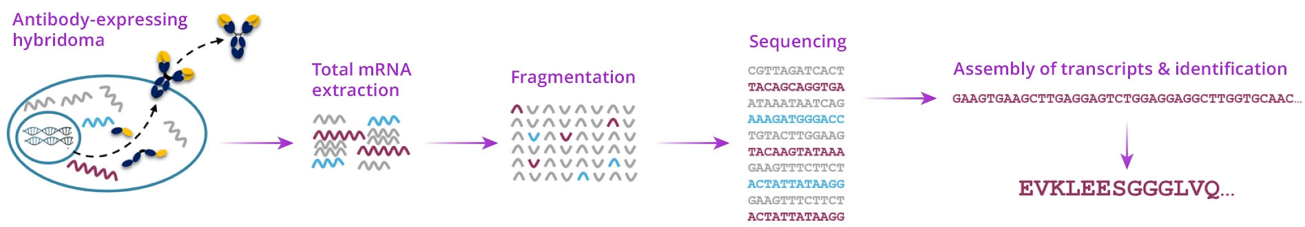 custom antibody services - hybridoma sequencing method 