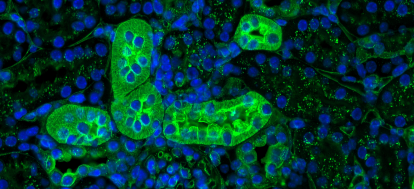 LectinGlycobiologyBanner