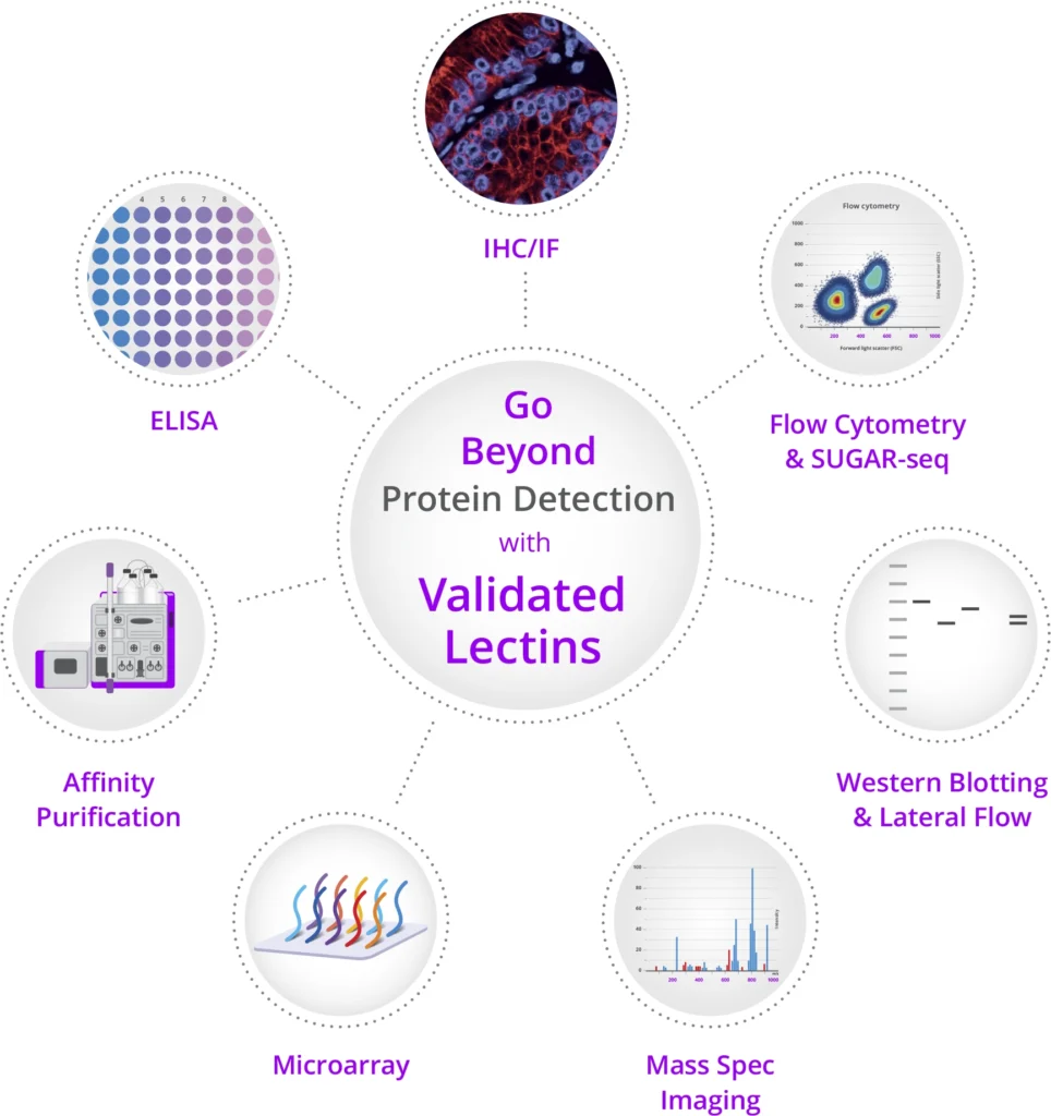 lectins figure