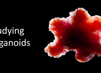 Organoid Blog Header