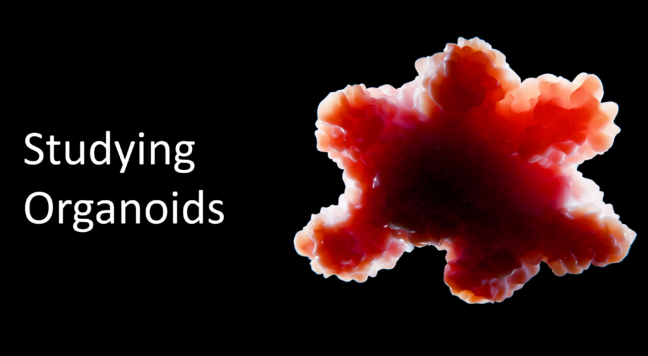 Organoid Blog Header