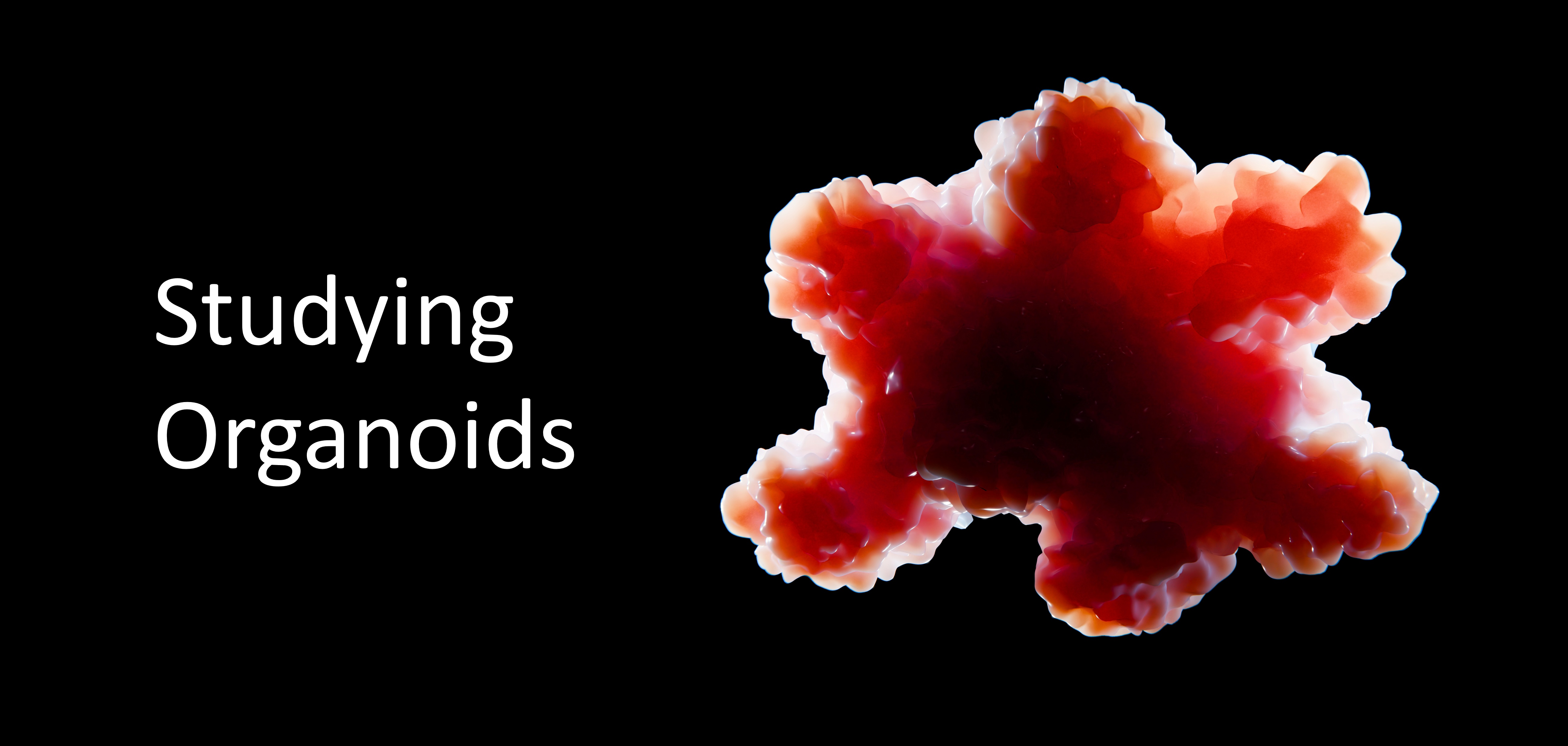 Organoid Blog Header