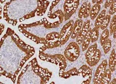 Canine small intestine Cytokeratin