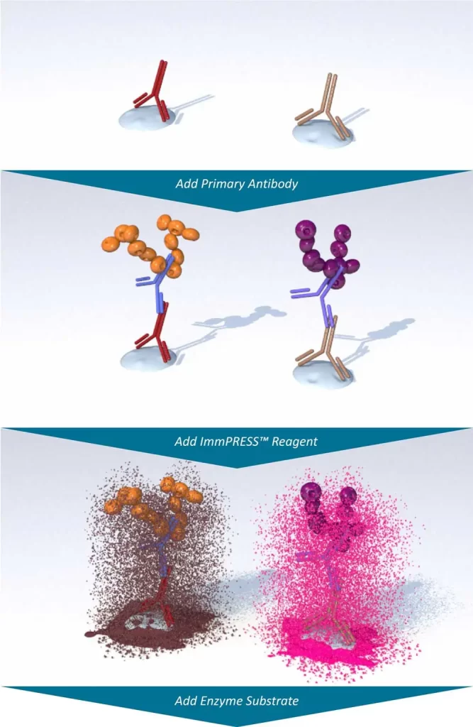 ImmPRESS.Flyer .Pg3 .Fig