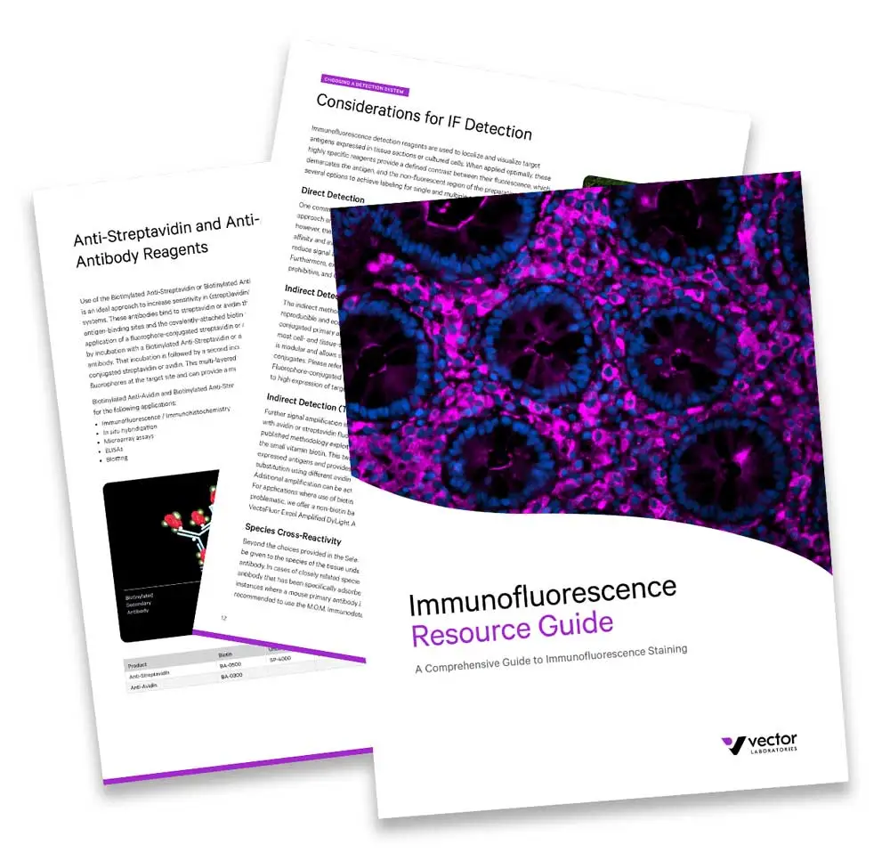 Immunofluorescence Guide