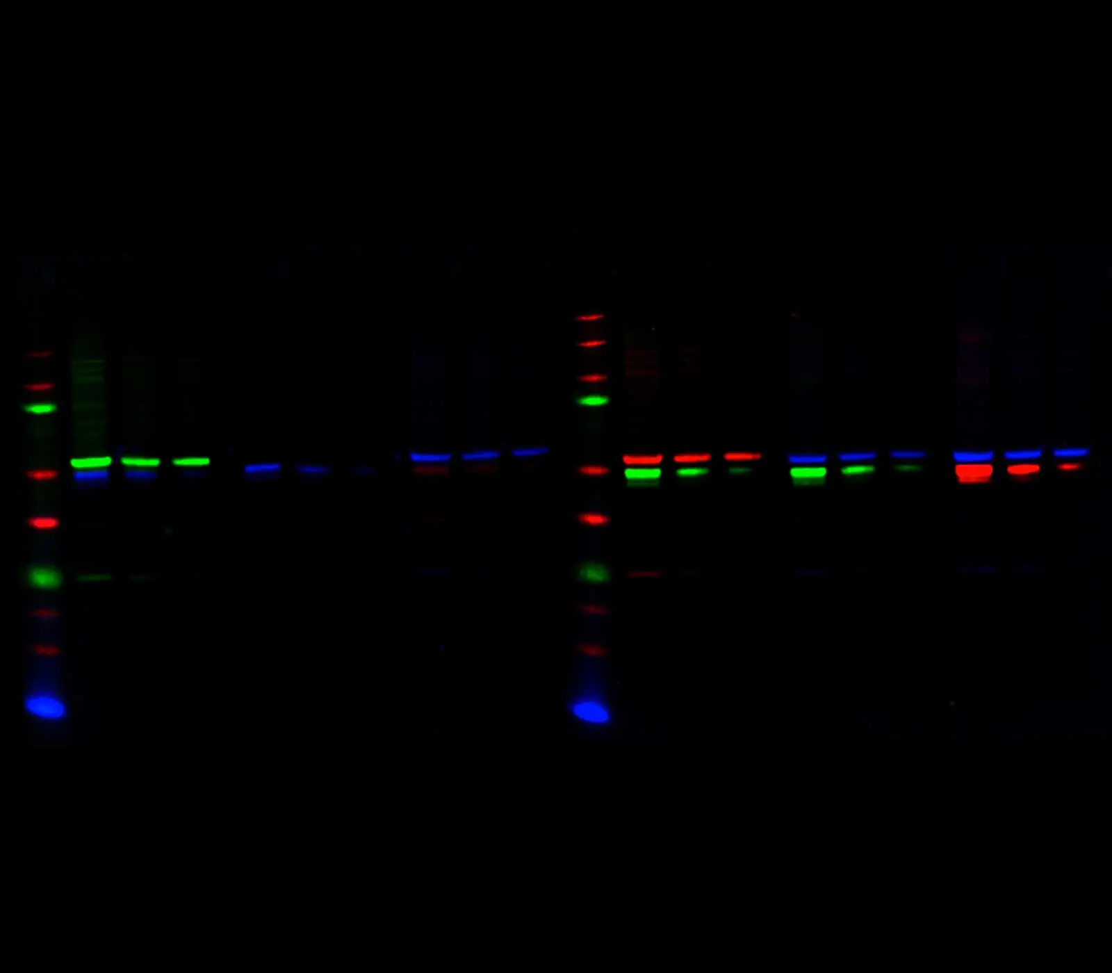 Western Blot Flx Western Blot Flx Western blot flx