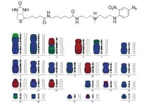 photoprobe biotin