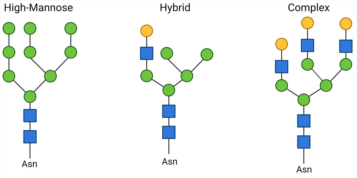 N linked glycans