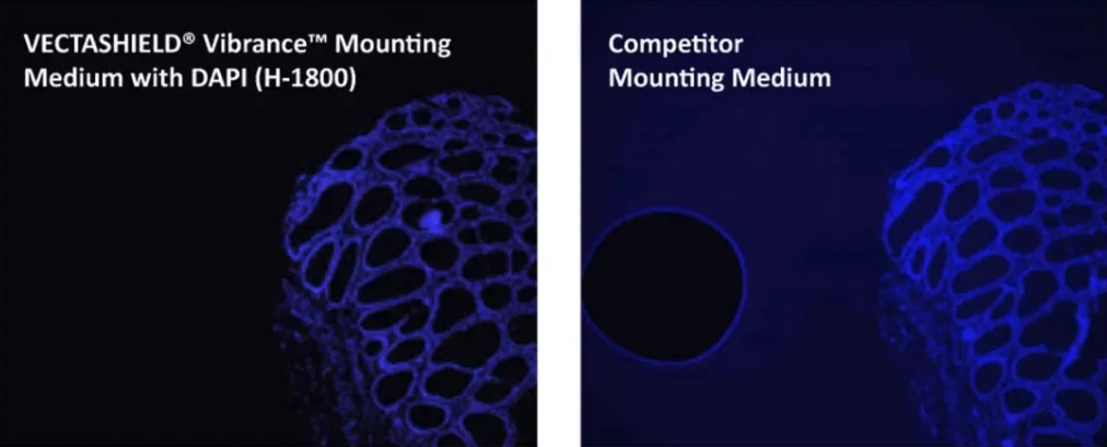 VECTASHIELD staining comparison