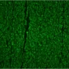 Colon: Desmin (m), Biotinylated Horse anti-mouse IgG, Fluorescein Avidin DCS (green). Mounted in VECTASHIELD HardSet Mounting Medium.