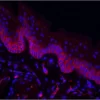 Mouse tongue (formalin-fixed, paraffin-embedded) stained with DyLight 594-Labeled GSL 1, Isolectin B4 (red) and counterstained with DAPI (blue). Mouse tongue (formalin-fixed, paraffin-embedded) stained with DyLight 594-Labeled GSL 1, Isolectin B4 (red) and counterstained with DAPI (blue).