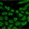 Formalin-fixed, paraffin-embedded mouse kidney stained with Fl-AAL. Mounted with VECTASHIELD HardSet with DAPI. Formalin-fixed, paraffin-embedded mouse kidney stained with Fl-AAL.  Mounted with VECTASHIELD HardSet with DAPI.