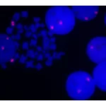 Fluorescence in situ hybridization of human chromosomes using 5' EndTag Texas Red-labeled pHuR 98 detected directly and mounted in Vectashield Mounting Media with DAPI.