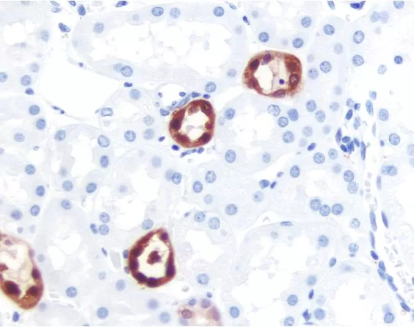 Kidney: PGP 9.5 (m, VP-P983), ImmPRESS Anti-Mouse Ig Kit, ImmPACT NovaRED (red) substrate. Hematoxylin (blue) counterstain.