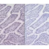Left: Dog intestine stained with rabbit antibody against Ki67 and detected with ImmPRESS VR HRP Anti-Rabbit IgG and Vector NovaRED Substrate. Counterstained with Hematoxylin QS. Right. No primary antibody negative control section displaying no backgro Left:  Dog intestine stained with rabbit antibody against Ki67 and detected with ImmPRESS VR HRP Anti-Rabbit IgG and Vector NovaRED Substrate.  Counterstained with Hematoxylin QS.  Right.  No primary antibody negative control section displaying no backgro