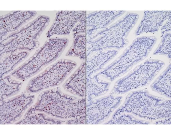 Left: Dog intestine stained with rabbit antibody against Ki67 and detected with ImmPRESS VR HRP Anti-Rabbit IgG and Vector NovaRED Substrate. Counterstained with Hematoxylin QS. Right. No primary antibody negative control section displaying no backgro