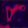 Prostate: Prostate Specific Antigen (rp) labeled with fluorescein using the ProtOn Fluorescein Labeling Kit. Fluorescein label detected with Alkaline Phosphatase Anti-Fluorescein and visualized with Vector Red. Mounted in VECTASHIELD HardSet Mounting