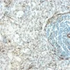 Rat Spleen: Desmin (m), ImmPRESS Anti-Mouse Ig Kit (Rat Adsorbed), DAB (brown) Substrate Kit. Hematoxylin QS (blue) counterstain.