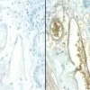 No Primary negative controls of rat intestine stained with a rat adsorbed or non-rat adsorbed ImmPRESS Anti-Mouse Ig Kit. ImmPRESS Anti-Mouse Ig Kit (Rat Adsorbed), left, ImmPRESS Anti-Mouse Ig (non-rat adsorbed), right, DAB (brown) Substrate Kit. Hemato