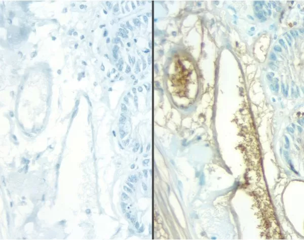 No Primary negative controls of rat intestine stained with a rat adsorbed or non-rat adsorbed ImmPRESS Anti-Mouse Ig Kit. ImmPRESS Anti-Mouse Ig Kit (Rat Adsorbed), left, ImmPRESS Anti-Mouse Ig (non-rat adsorbed), right, DAB (brown) Substrate Kit. Hemato