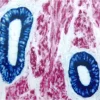 Uterus (double label): Epithelium (blue, Vector Blue), muscle (red, Vector Red).