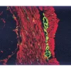 Section of mouse intestine double stained with mouse antibodies against peripherin and desmin, each detected with Vector MOM Basic Kit, using Fluorescein Avidin DCS and Texas Red Avidin DCS, respecitvely.