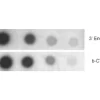 Dot Blot Hybridization Comparing the Sensitivity of Biotinylated Oligonucleotides the Probes Were Labeled with Either the endtag Kit Protocol or a Terminal Transferase Reaction with B ctp the Dots Were Detected with the Ultrasnap Detection Kit Dot Blot Hybridization Comparing the Sensitivity of Biotinylated Oligonucleotides the Probes Were Labeled with Either the endtag Kit Protocol or a Terminal Transferase Reaction with B ctp the Dots Were Detected with the Ultrasnap Detection Kit