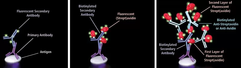 B2 Fig1 3 800 jpg B2-Fig1-3-800