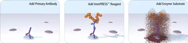 Peroxidase Polymer Detection (ImmPRESS), Goat Anti Rat IgG,