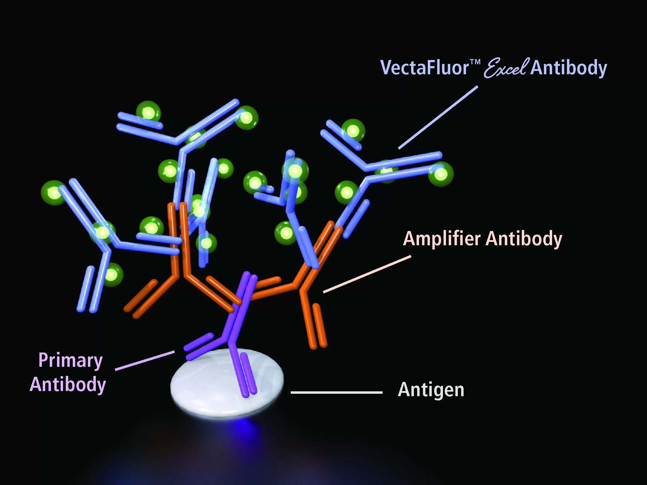 Vectafluorexceldiagram Jpg Vectafluorexceldiagram