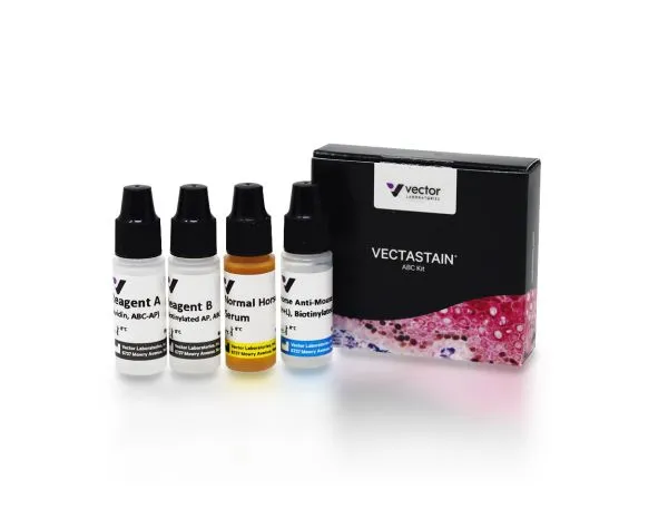 VECTASTAIN® ABC-AP Kit, Alkaline Phosphatase (Mouse IgG)