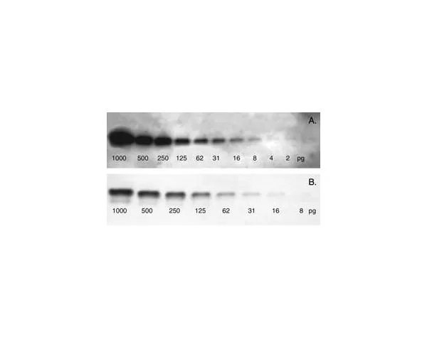 Western blot visualized by using the VECTASTAIN® ABC-AmP™ kits. Serial dilutions (1:2) of maltose binding protein (MBP) were resolved by electrophoresis on a 12% PAGE reducing gel, transferred onto nitrocellulose membrane and detected with biotinylated an