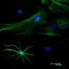 Astrocytes: Stained for GFAP and detected with Dylight 488 labeled secondary antibody. Mounted in VECTASHIELD HardSet Mounting Medium with DAPI. Image courtesy of Dr Emma East, Department of Life Sciences, The Open University, U.K.*