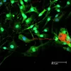 Dorsal root ganglia cells (neurons and satellite glia) - double label. BIII tubulin, DyLight 594 labeled secondary antibody (red). S100, DyLight 488 labeled secondary antibody (green). Mounted in VECTASHIELD HardSet Mounting Medium with DAPI. Image courte
