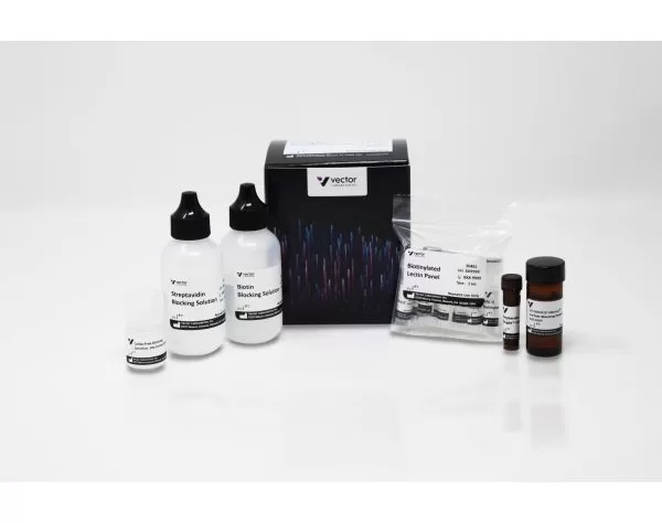 Glysite™ Scout Glycan Screening Kit, Immunofluorescence 594