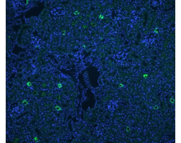 FFPE human prostate stained with Glysite Scout Glycan Screening Kit, Immunofluorescence 488 (GSK-3000, green), showing B-GNL staining.  Nuclear detail was visualized by DAPI staining (blue).