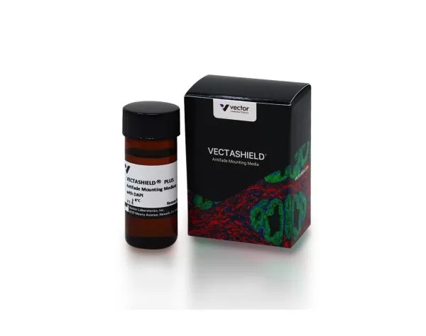 VECTASHIELD® PLUS Antifade Mounting Medium with DAPI (10 ml)