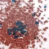 Tonsil (double label): Cyclin A (m), VECTASTAIN Universal ABC-AP Kit, Vector Blue substrate (blue); CD20 (m), VECTASTAIN Universal Elite ABC Kit, Vector NovaRED substrate (red).