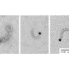 Transmission electron micrographs of influenza A vRNPs labeled at the 5' end of the vRNA using 5' EndTag Kit. More in "Additional Info". Courtesy of Drs. Winco Wu and Nelly Pante, Univ. of British Columbia, Vancouver BC, Canada.