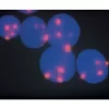 In situ hybridization using FastTag FL-labeled pUC1.77 on interphase nuclei detected with Alkaline Phosphatase Anti-Fluorescein followed by Vector Red Substrate. Mounted in VECTASHIELD Mounting Media with DAPI.