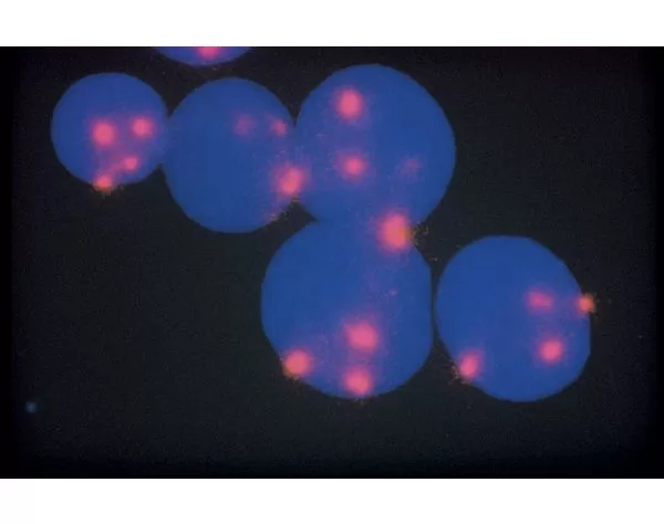 In situ hybridization using FastTag FL-labeled pUC1.77 on interphase nuclei detected with Alkaline Phosphatase Anti-Fluorescein followed by Vector Red Substrate. Mounted in VECTASHIELD Mounting Media with DAPI.