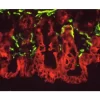 Section of mouse intestine stained with mouse monoclonal antibodies against desmin (green, Fluorescein Avidin DCS) and cytokeratin (red, Texas Red Avidin DCS) using the Vector MOM Basic Kit.