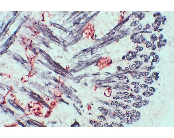 Mouse tissue stained using the Vector MOM Kit (double label): Muscle (gray/black, Vector DAB/Ni), neuron (red, Vector NovaRED).