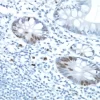 Small bowel: ImmPRESS Anti-Rabbit Ig and DAB (brown) staining using Ki67 primary antibody. Hematoxylin counterstain (blue).